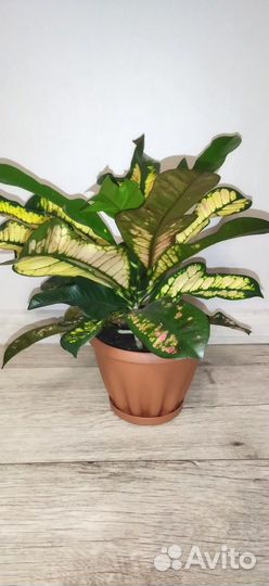 Кротон Вилма