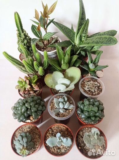 Суккуленты и кактусы
