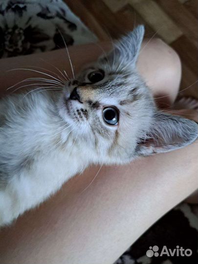 Кошка Ася