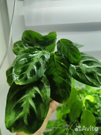 Маранта керховена