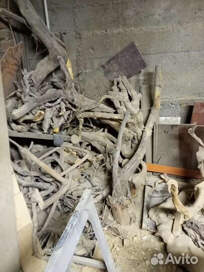 Коряги Горного Алтая для корнепластики