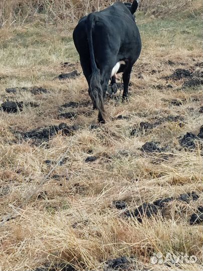Корова стельная дойная и тёлочка Айширка