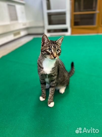 Котик бесплатно в добрые руки