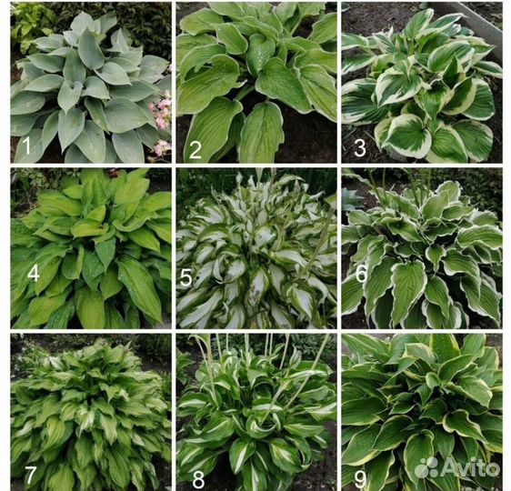 Растения для пруда