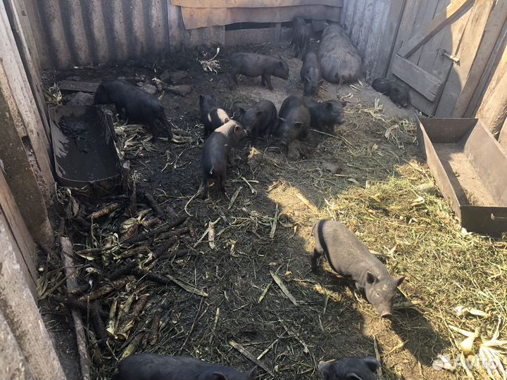 Вьетнамск вислобрюхий поросенок