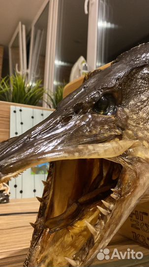 Изготовление чучела Щуки