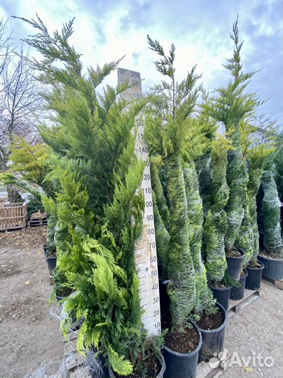 Кипарисовик лейланда, голд райдер, аризонский