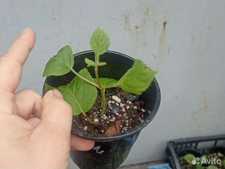 Гортензия древовидная анабель