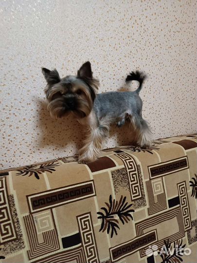 Два мальчика вязка