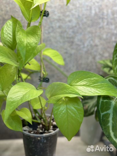 Эпипремнум неон