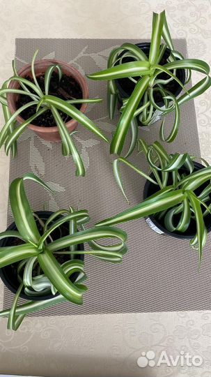 Хлорофитум кудрявый