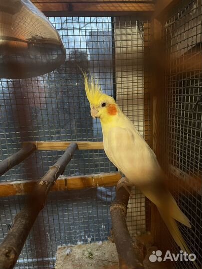 Кореллы с клеткой