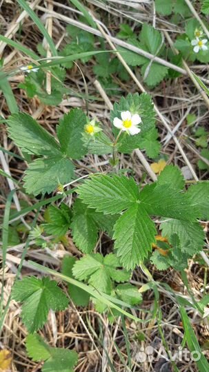 Сушеный лист земляники