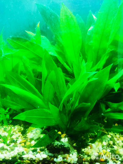 Эхинодорус Блехера