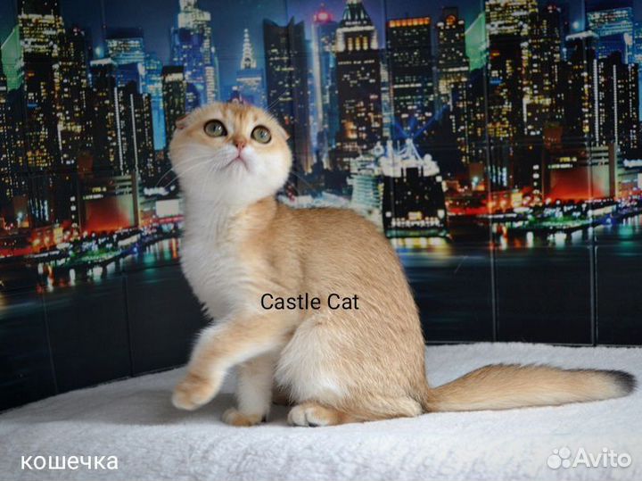 Очаровательные детки