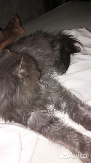 Порода сибирская кошка