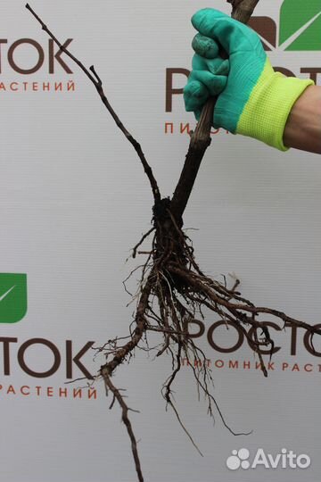 Саженцы оптом Крыжовник сорт Финик