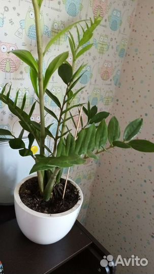 Замиокулькас