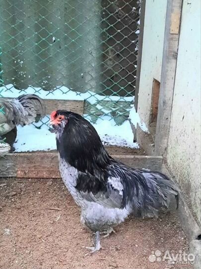 Петушки молодые,породистые