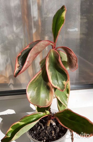 Кратон Фиалки Сансевиер Спатифиллум Плющ Адиантум