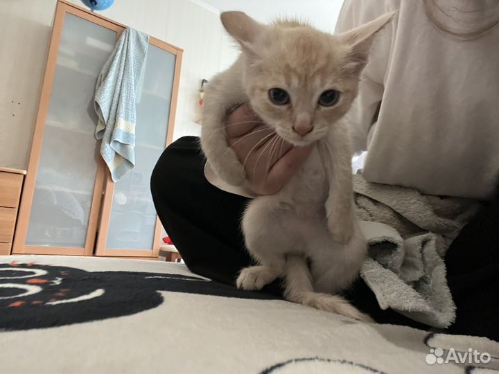 Котенок, мальчик, 1,5 месяц, отдам в добрые руки