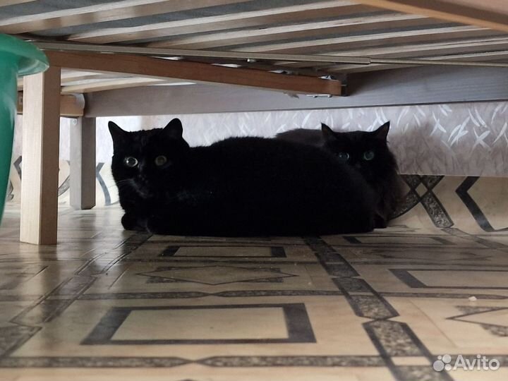Отдам двух черных кошек-сестренок