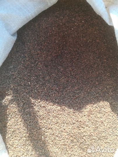 Семена фацелии