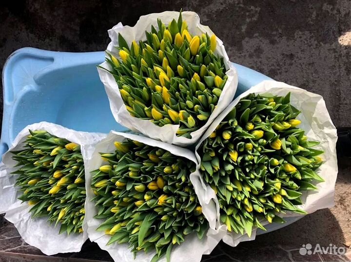 Тюльпаны опт разные цвета