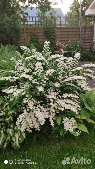 Спирея ниппонская