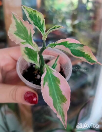 Комнатные цветы часть 1