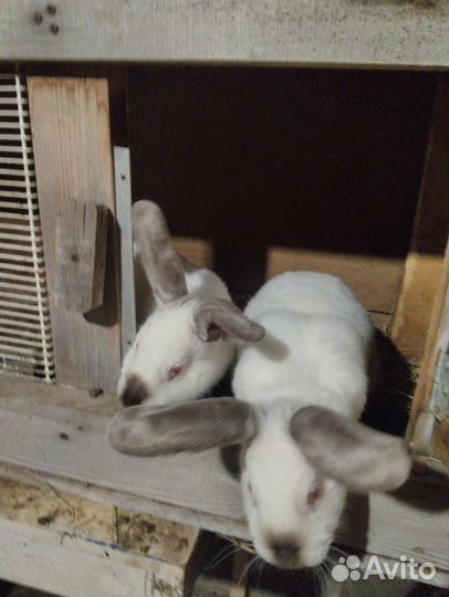 Кролики мясных пород
