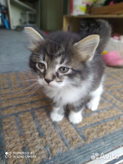 Кошки в добрые руки бесплатно