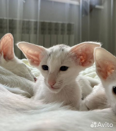 Ориентальные котята