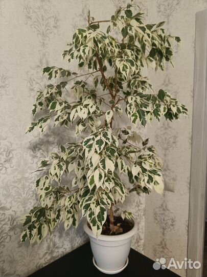 Фикус бенджамина