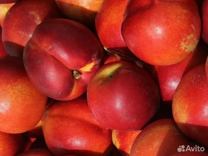 Нектарин биг топ