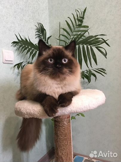 Невская маскарадная