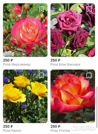 Саженцы роз