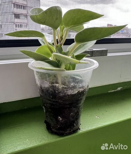 Пеперомия пикси лайм