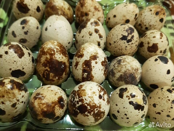 Яйца куриные,перепелиные домашние