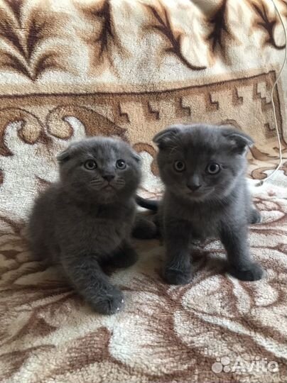 Британские котята