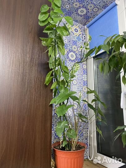 Комнатные цветы