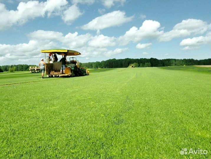 Рулонный газон