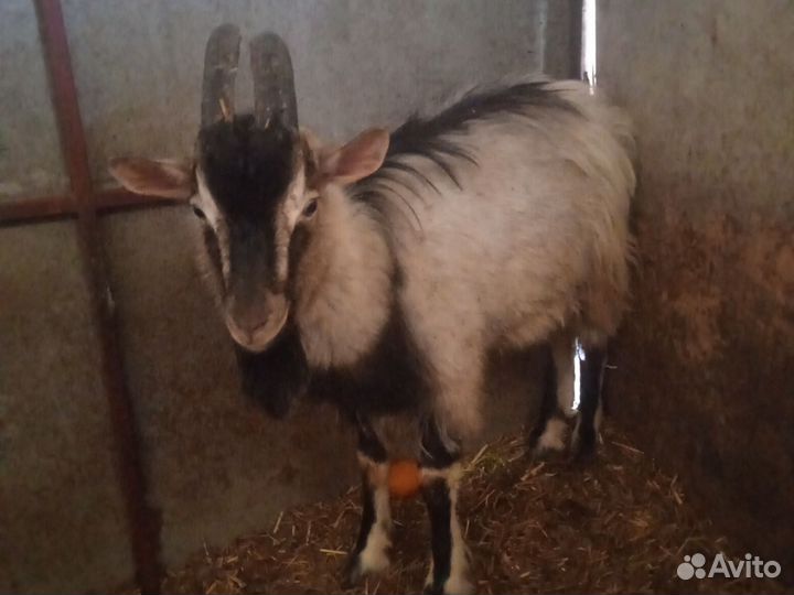 Козлик и козочки