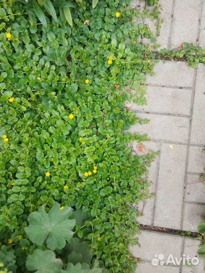 Вербейник монетчатый