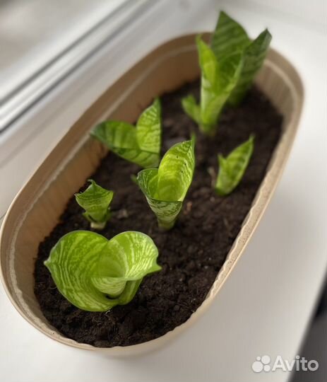 Сансиеверия отростки