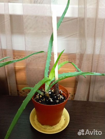 Алоэ столетник лечебный