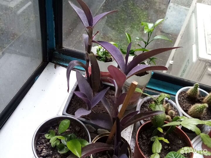 Традесканция