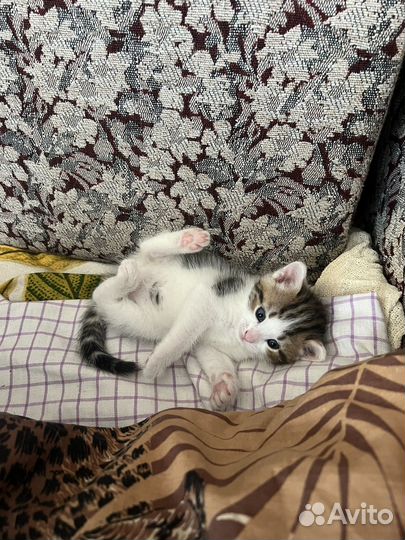 Котенок девочка в добрые руки