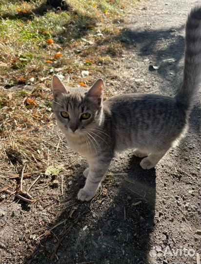 Кошки в добрые руки бесплатно