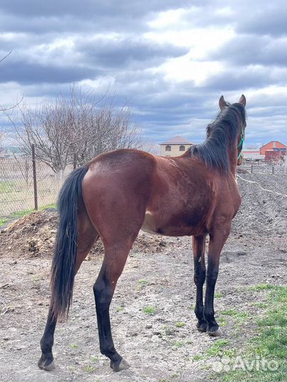 Полукровный жеребчик